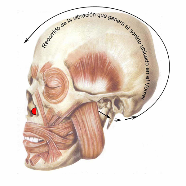 Recorrido del Sonido